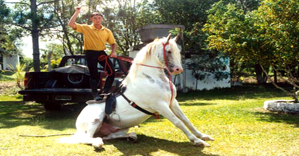 Cavalo lusitano Toca das Corujas