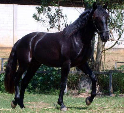 foto cavalos, motel e hotel fazenda Toca das Corujas